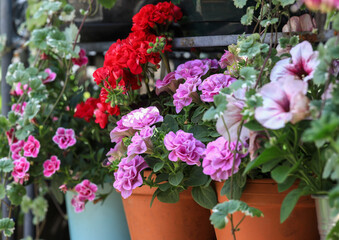 Beautiful romantic petunias in clay pots in the cottage garden.