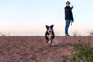 A dog of the Entlebucher Sennenhund breed, merrily rushes through the sand. A walk in nature.
