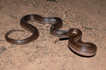 Brown house snake (Boaedon capensis)