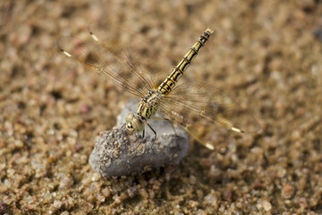 Yellow dragonfly sitting on stone
