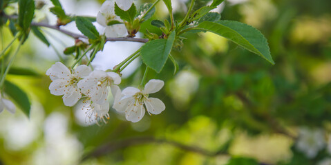 white apple blossoms in spring