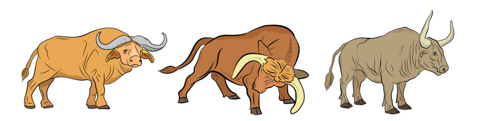 Large wild animal buffalo, color image.
Vector drawing.