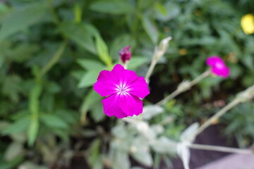 Vibrant fuchsia colored flowers of Silene coronaria in June