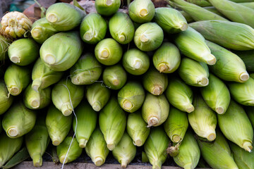 Fresh corn cob and green leaves' background texture