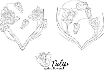 graphic floral arrangements with Tulip flowers. Spring flowers.