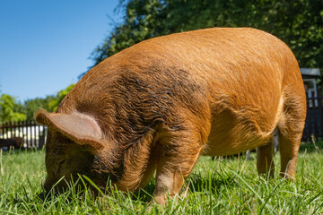 small brown baby pig piglet Kunekune called a big ginger effen in Dutch where this farm is located....