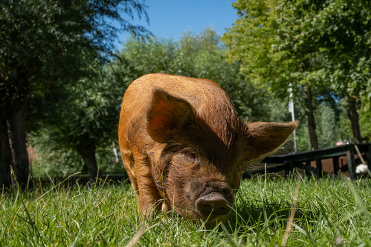 small brown baby pig piglet Kunekune called a big ginger effen in Dutch where this farm is located. The cute animal is in a petting zoo for children in Gouda called kinderboerderij