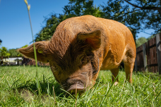 small brown baby pig piglet Kunekune called a big ginger effen in Dutch where this farm is located. The cute animal is in a petting zoo for children in Gouda called kinderboerderij