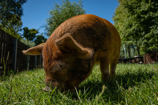 small brown baby pig piglet Kunekune called a big ginger effen in Dutch where this farm is located. The cute animal is in a petting zoo for children in Gouda called kinderboerderij