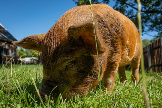 small brown baby pig piglet called a big ginger effen in Dutch where this farm is located. The cute animal is in a petting zoo for children in Gouda called kinderboerderij