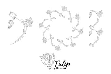 graphic floral arrangements with Tulip flowers. Spring flowers.
