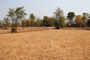 dried rice fields in laos 