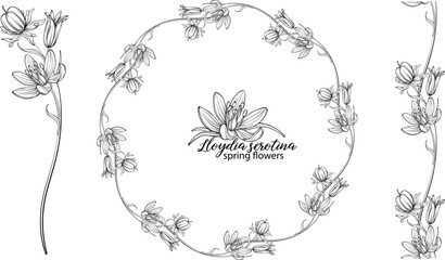 Set of floral elements of Lloydia serotina flowers. Spring flowers. Lloydia serotina