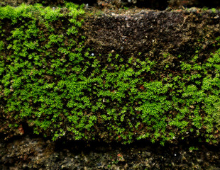 Green moss on the ground