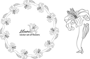 vector set of flowers and Lily buds. Lнlium