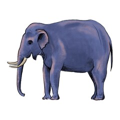 color drawing sketch of animal, hand drawn elephant , isolated nature design element