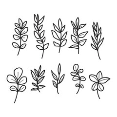 Hand-Drawn Botanical Branches and Leaves Illustration