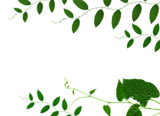 Obraz premium green leaf isolated on white background