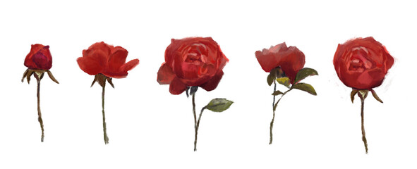 Set of red roses, red flowers isolated on white. Png illustration with transparent background.	