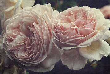 Romantic english roses in the cottage garden with green foliage in the background, perfect for a bouquet on valentines day.