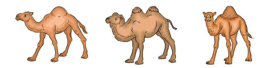Animals. Vector image of a camel. Color image.