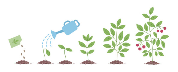 Plant growth stages. Seedling development stage. Vector editable illustration.