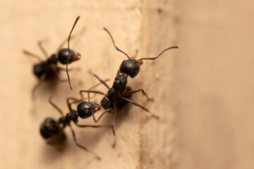 Macro photo of black ants on the wall.