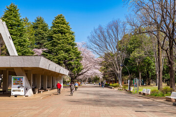 桜咲く光が丘公園の並木道（2022年4月）