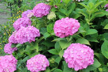 ピンクのアジサイ