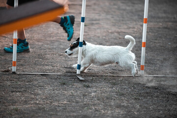 Border Collie jumping over the obstacle on dog agility sport competition.