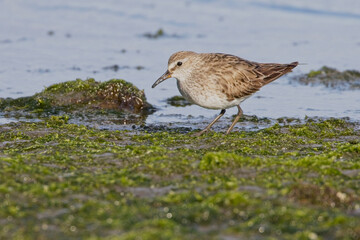 White-rumped Sandpiper, winter plumage, Argentina.