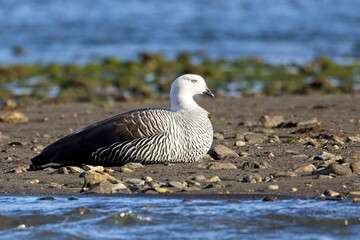 Upland Goose, male roosting, Patagonia, Argentina.