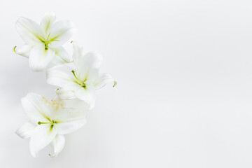 Naklejka na ściany i meble White liles flowers. Mourning or funeral background
