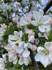 Fototapeta premium tree blossom