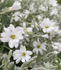 white flowers