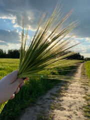 green wheat field