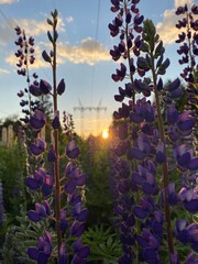 beautiful road into the sunset