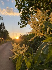 beautiful road into the sunset
