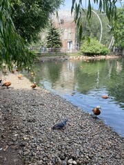 the river in the city