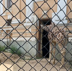 cage animal