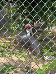 grey crowned crane