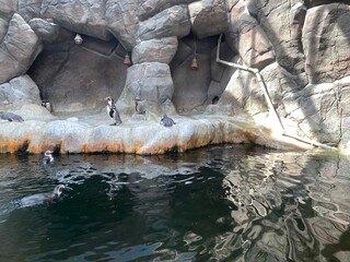 penguins