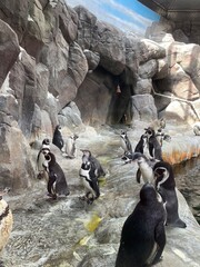 penguins