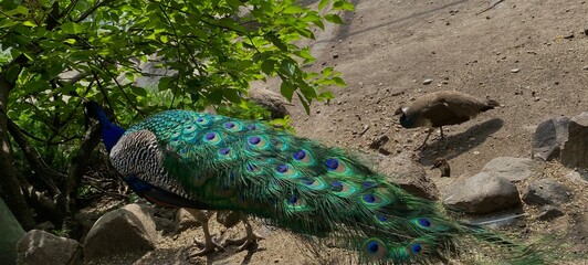 peacock with feathers