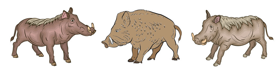 Animals. Color image of a large wild boar.
Vector drawing.