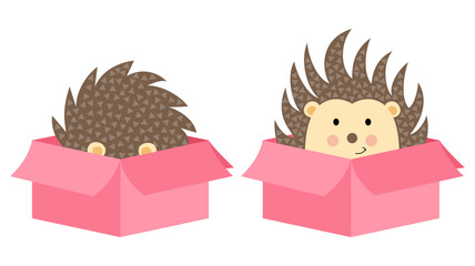 Cute hedgehog in cardboard box