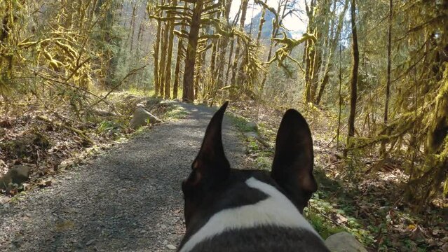 Adventure Dog POV on Trail with Moss Covered Trees