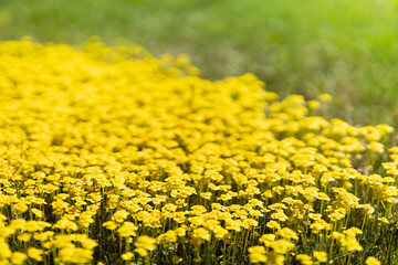 Saturated tiny yellow flowers blooming on spring meadow with green grass closeup, macro, detail, blur in sunshine with green grass. Joyful natural floral spring background.