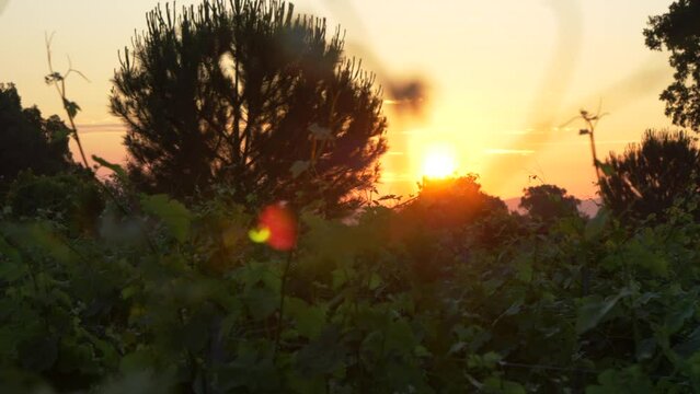 Lever de soleil orange en arri&egrave;re plan, dans les vignes et la nature