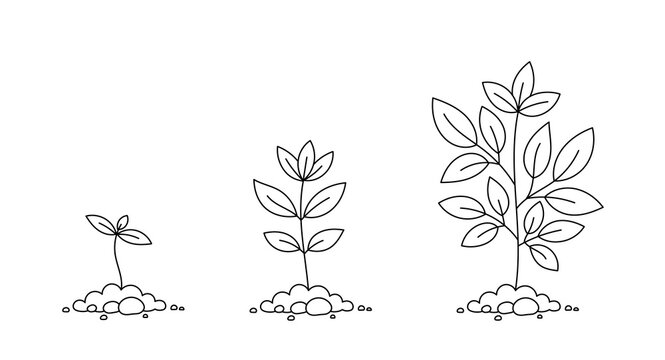 Growth stages. Planting tree. Seedling development stage. Editable outline stroke. Vector infographic illustration.